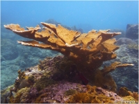 Elkhorn Coral