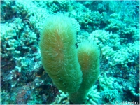 Corky Sea Finger