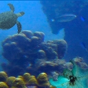 Animalia