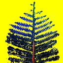 Hydrozoaires