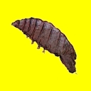 Isopodes