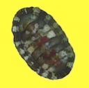 Chitons