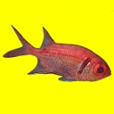 Rouges - Gros yeux