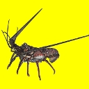 Langoustes