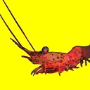 Crevettes