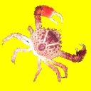 Crabes