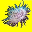 Anémones