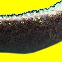 Zoanthaires