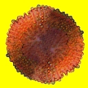 Corallimorphes