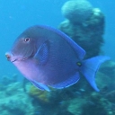 Chirurgiens