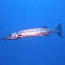 Barracudas