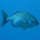 Kyphosidés