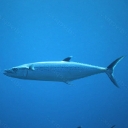 Maqueraux