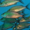 Lutjans (Gorettes)