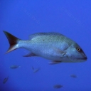 Vivaneaux
