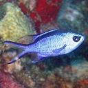 Chromis