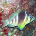 Serrans