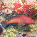 Epinephelinés