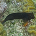 Blennies