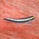 Gobies