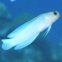 Opistognathes