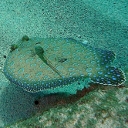 Flets (Soles)
