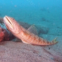 Lézards