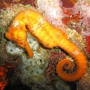 Hippocampes