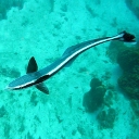 Remoras