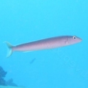 Malacanthidés