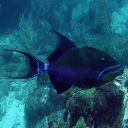 Balistes