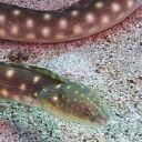Anguilles