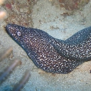Murènes