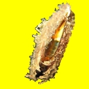 Bivalves