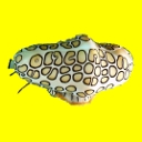 Gastéropodes