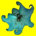 Céphalopodes