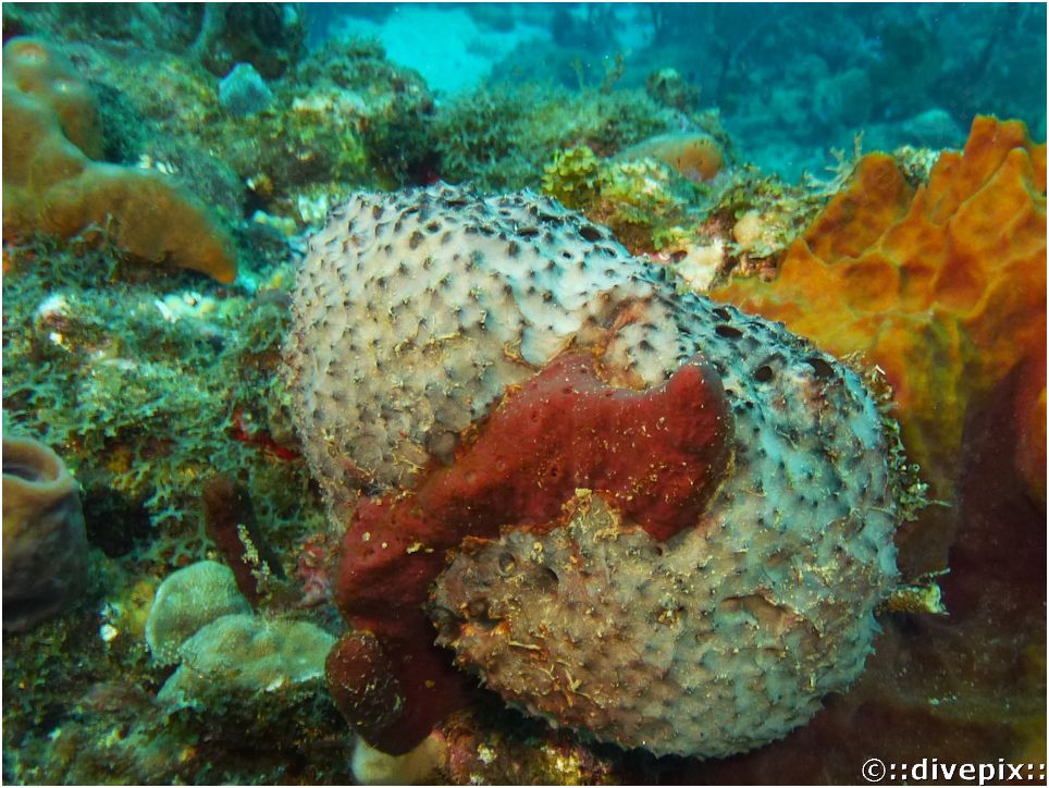 Black Ball Sponge - Ircinia strobilina - Sponge identification