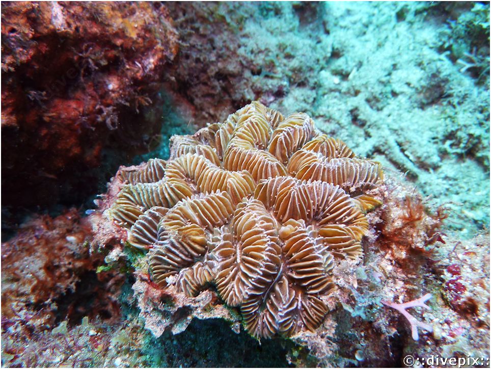 rose Maze Butterprint - divepix coral, or