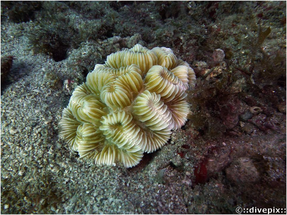divepix or Butterprint - rose coral, Maze