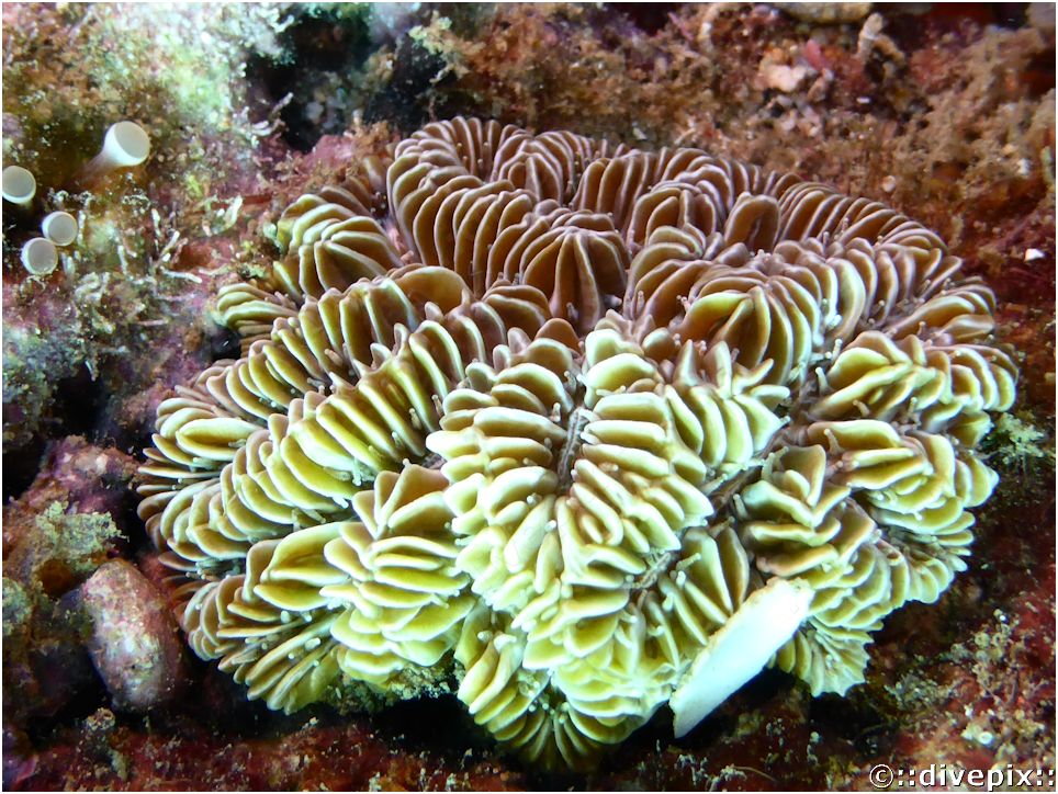 divepix - Maze coral, rose Butterprint or