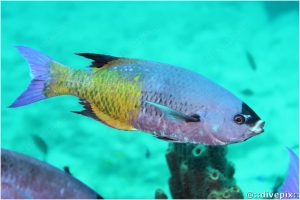 Creole Wrasse