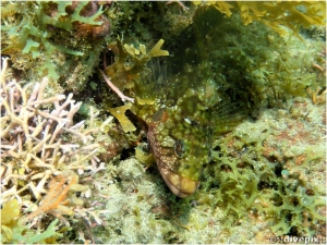 Hairy Blenny