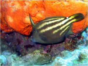 Orangespotted Filefish