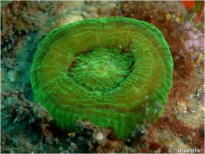 Artichoke Coral