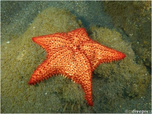 Cushion Sea Star