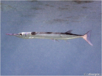 Flat Needlefish