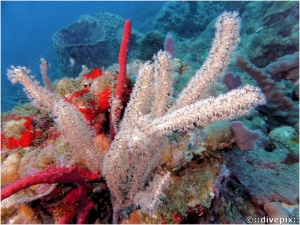 Knobby Sea Rod spp.