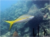 Yellowtail Snapper