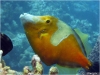 Whitespotted Filefish