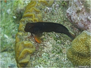 Redlip Blenny